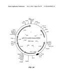 MICROBIAL PRODUCTION OF CHEMICAL PRODUCTS AND RELATED COMPOSITIONS,     METHODS AND SYSTEMS diagram and image