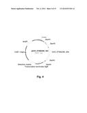 Polypeptides Having Beta-Glucosidase Activity and Polynucleotides Encoding     Same diagram and image