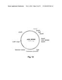 Polypeptides Having Beta-Glucosidase Activity and Polynucleotides Encoding     Same diagram and image