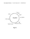 Polypeptides Having Beta-Glucosidase Activity and Polynucleotides Encoding     Same diagram and image