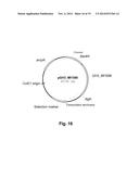 Polypeptides Having Beta-Glucosidase Activity and Polynucleotides Encoding     Same diagram and image