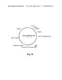 Polypeptides Having Beta-Glucosidase Activity and Polynucleotides Encoding     Same diagram and image