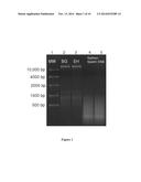 KIT FOR CO-PURIFICATION AND CONCENTRATION OF DNA AND PROTEINS USING     ISOTACHOPHORESIS diagram and image