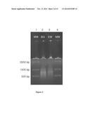 KIT FOR CO-PURIFICATION AND CONCENTRATION OF DNA AND PROTEINS USING     ISOTACHOPHORESIS diagram and image