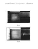 KIT FOR CO-PURIFICATION AND CONCENTRATION OF DNA AND PROTEINS USING     ISOTACHOPHORESIS diagram and image