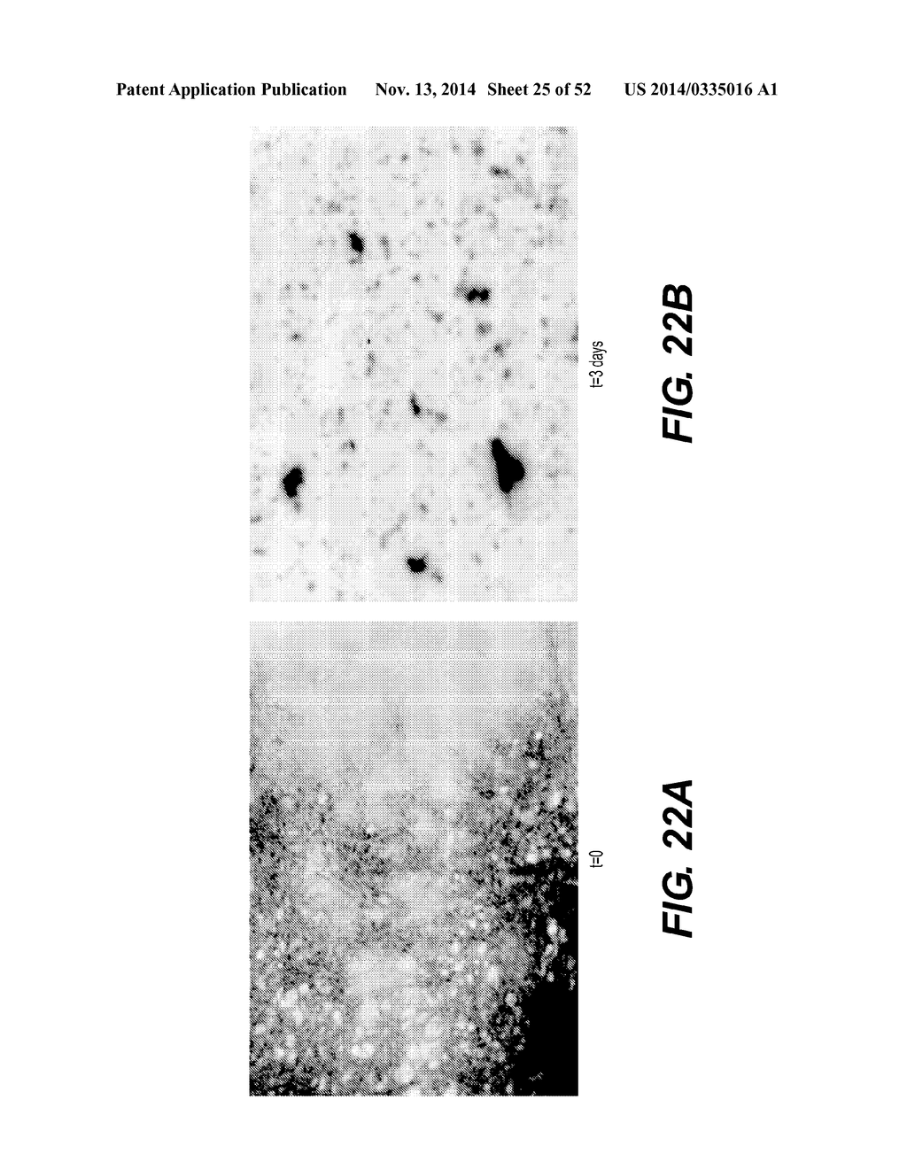 Bacteriophage Gene 3 Protein Compositions and Use as Amyloid Binding     Agents - diagram, schematic, and image 26