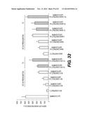 Bacteriophage Gene 3 Protein Compositions and Use as Amyloid Binding     Agents diagram and image