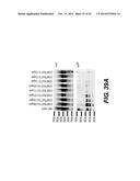 Bacteriophage Gene 3 Protein Compositions and Use as Amyloid Binding     Agents diagram and image