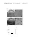 Equine Amniotic Membrane-Derived Mesenchymal Stem Cells diagram and image