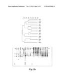 LACTOBACILLUS PLANTARUM INDUCIA DSM 21379 AS ENHANCER OF CELLULAR     IMMUNITY, HYPOCHOLESTEROLEMIC AND ANTI-OXIDATIVE AGENT AND ANTIMICROBIAL     AGENT AGAINST CLOSTRIDIUM DIFFICILE diagram and image