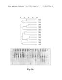 LACTOBACILLUS PLANTARUM INDUCIA DSM 21379 AS ENHANCER OF CELLULAR     IMMUNITY, HYPOCHOLESTEROLEMIC AND ANTI-OXIDATIVE AGENT AND ANTIMICROBIAL     AGENT AGAINST CLOSTRIDIUM DIFFICILE diagram and image