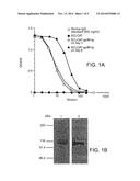 MODIFIED HEAT SHOCK PROTEIN-ANTIGENIC PEPTIDE COMPLEX diagram and image