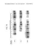 THERAPEUTIC HUMAN ANTI-IL-1R1 MONOCLONAL ANTIBODY diagram and image