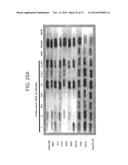 THERAPEUTIC HUMAN ANTI-IL-1R1 MONOCLONAL ANTIBODY diagram and image