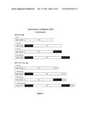 TARGETED IDURONATE-2-SULFATASE COMPOUNDS diagram and image