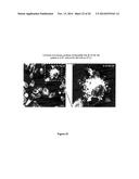 TARGETED IDURONATE-2-SULFATASE COMPOUNDS diagram and image