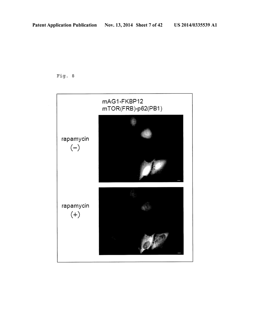 METHOD FOR DETECTING PROTEIN-PROTEIN INTERACTION - diagram, schematic, and image 08