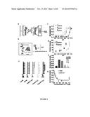 NUCLEIC ACID ASSEMBLY, VECTOR, CELL, METHODS AND KIT THEREOF diagram and image