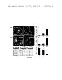 NUCLEIC ACID ASSEMBLY, VECTOR, CELL, METHODS AND KIT THEREOF diagram and image