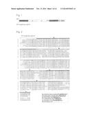 EXPRESSION VECTOR AND METHOD FOR PRODUCING PROTEIN diagram and image