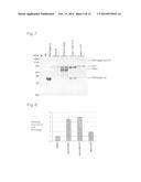 EXPRESSION VECTOR AND METHOD FOR PRODUCING PROTEIN diagram and image