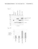 EXPRESSION VECTOR AND METHOD FOR PRODUCING PROTEIN diagram and image