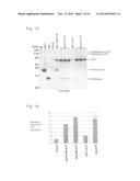 EXPRESSION VECTOR AND METHOD FOR PRODUCING PROTEIN diagram and image