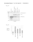 EXPRESSION VECTOR AND METHOD FOR PRODUCING PROTEIN diagram and image