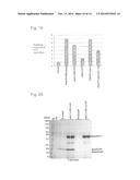 EXPRESSION VECTOR AND METHOD FOR PRODUCING PROTEIN diagram and image