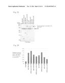 EXPRESSION VECTOR AND METHOD FOR PRODUCING PROTEIN diagram and image