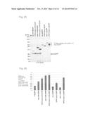 EXPRESSION VECTOR AND METHOD FOR PRODUCING PROTEIN diagram and image