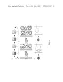 ANTI-FINGERPRINT PHOTOCATALYTIC NANOSTRUCTURE FOR TRANSPARENT SURFACES diagram and image