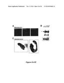 DRG11-RESPONSIVE (DRAGON) GENE AND USES THEREOF diagram and image