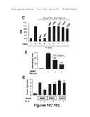 DRG11-RESPONSIVE (DRAGON) GENE AND USES THEREOF diagram and image