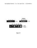 DRG11-RESPONSIVE (DRAGON) GENE AND USES THEREOF diagram and image