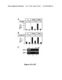 DRG11-RESPONSIVE (DRAGON) GENE AND USES THEREOF diagram and image