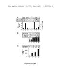 DRG11-RESPONSIVE (DRAGON) GENE AND USES THEREOF diagram and image