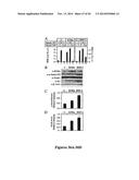 DRG11-RESPONSIVE (DRAGON) GENE AND USES THEREOF diagram and image