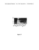 DRG11-RESPONSIVE (DRAGON) GENE AND USES THEREOF diagram and image