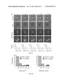 DEVICES, COMPOSITIONS, AND METHODS FOR MEASURING MOLECULES AND FORCES diagram and image