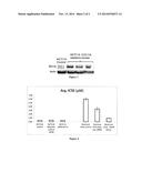 METHOD OF DETERMINATION OF CANCER CELL DRUG SENSITIVITY TOWARDS AURORA     KINASE INHIBITORS diagram and image