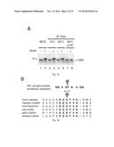 OPTINEURIN-DERIVED POLYPEPTIDES, THEIR NUCLEIC ACIDS AND USES THEREOF diagram and image