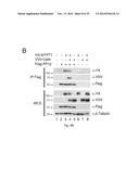 OPTINEURIN-DERIVED POLYPEPTIDES, THEIR NUCLEIC ACIDS AND USES THEREOF diagram and image