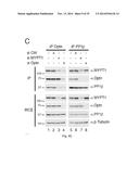 OPTINEURIN-DERIVED POLYPEPTIDES, THEIR NUCLEIC ACIDS AND USES THEREOF diagram and image