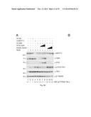 OPTINEURIN-DERIVED POLYPEPTIDES, THEIR NUCLEIC ACIDS AND USES THEREOF diagram and image