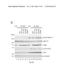 OPTINEURIN-DERIVED POLYPEPTIDES, THEIR NUCLEIC ACIDS AND USES THEREOF diagram and image