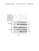 OPTINEURIN-DERIVED POLYPEPTIDES, THEIR NUCLEIC ACIDS AND USES THEREOF diagram and image