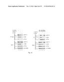 OPTINEURIN-DERIVED POLYPEPTIDES, THEIR NUCLEIC ACIDS AND USES THEREOF diagram and image