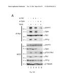 OPTINEURIN-DERIVED POLYPEPTIDES, THEIR NUCLEIC ACIDS AND USES THEREOF diagram and image