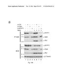 OPTINEURIN-DERIVED POLYPEPTIDES, THEIR NUCLEIC ACIDS AND USES THEREOF diagram and image